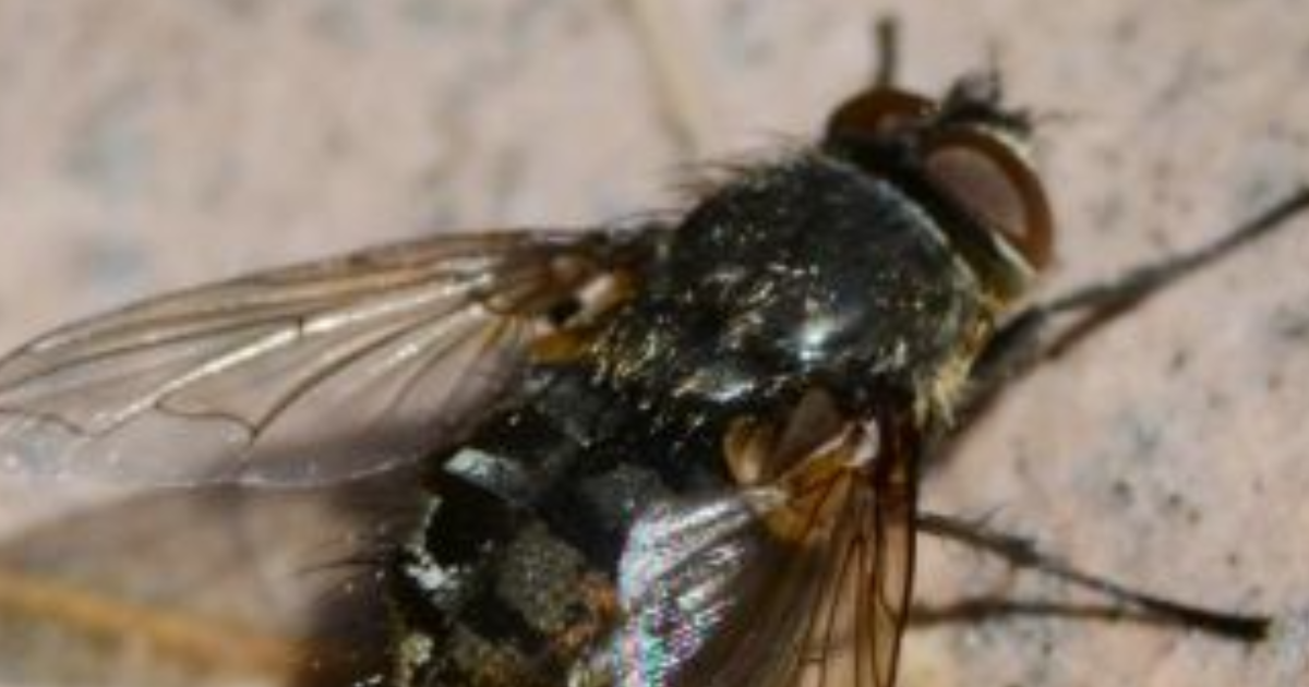 Mouche (5-7-5)
