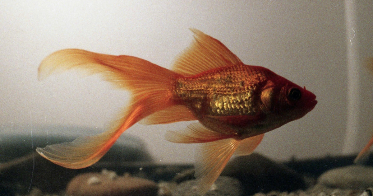 Avant de commencer...