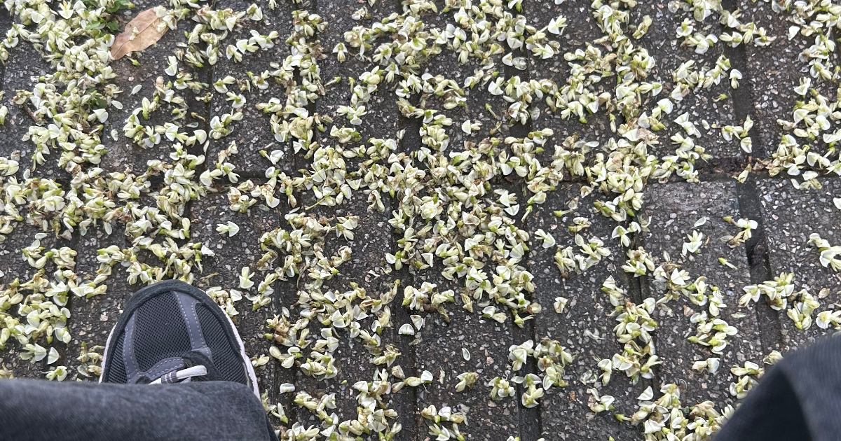 C’est quoi ? C’est ça ?