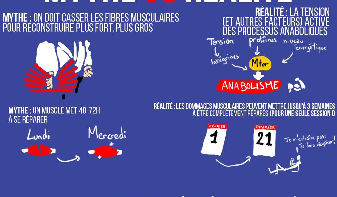 L'anabolisme : mythe vs réalité