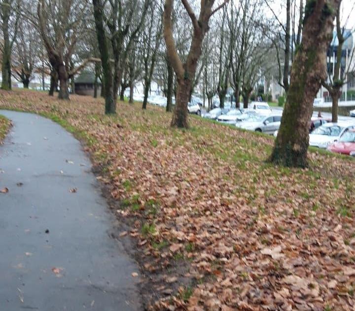 Deux vieux chiens...