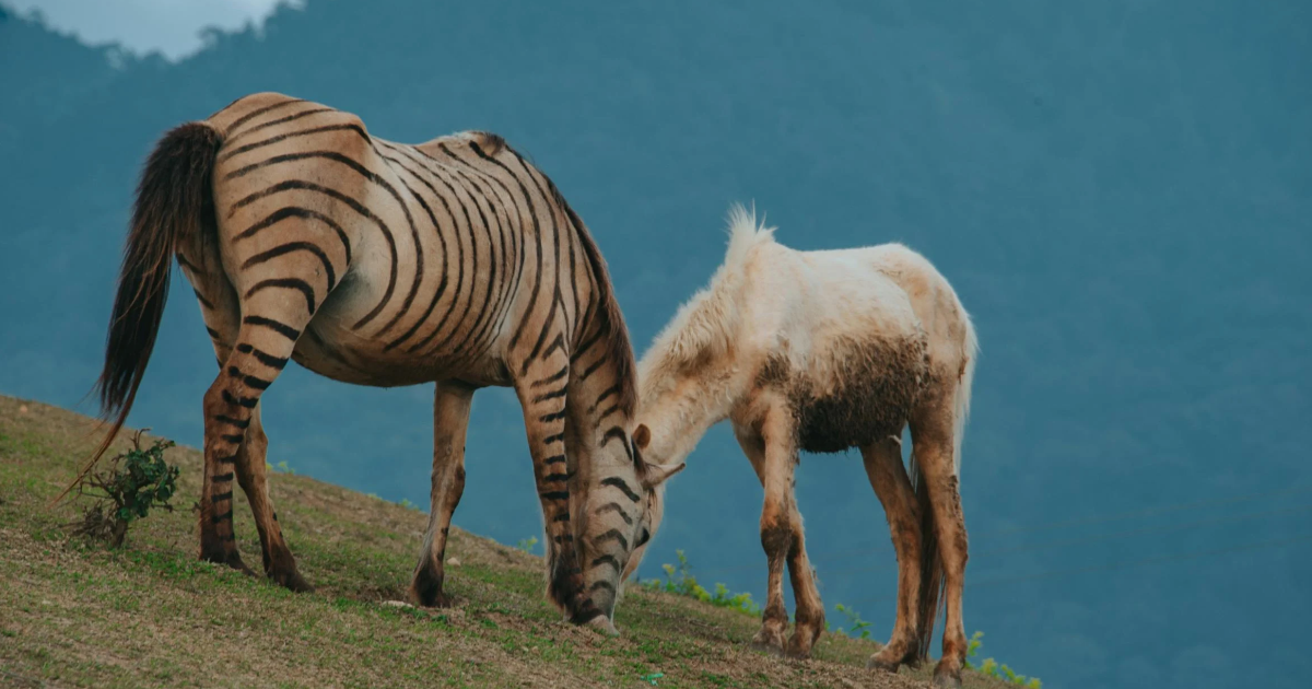 Zébrâne ou zébrule ?