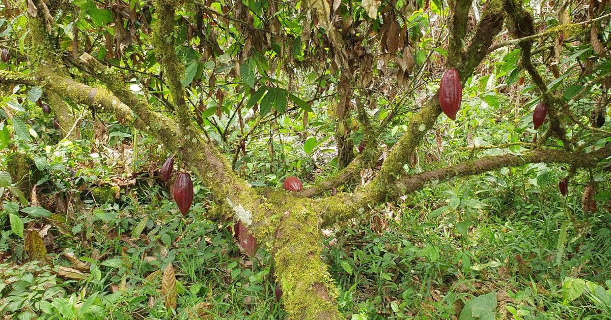 En pleine forêt amazonienne