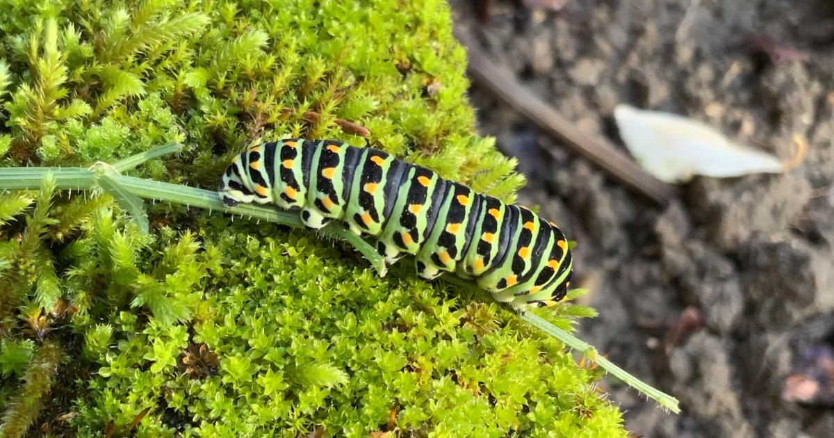 Le jardin du 14 Novembre