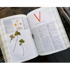 Une folle envie de chocolat