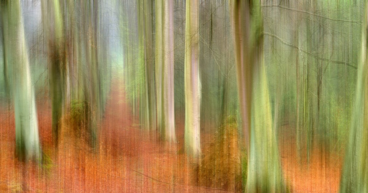 Mini expo photo 13 : La forêt