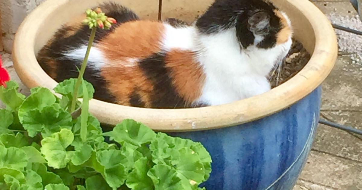 Le jardin du 15 Juillet