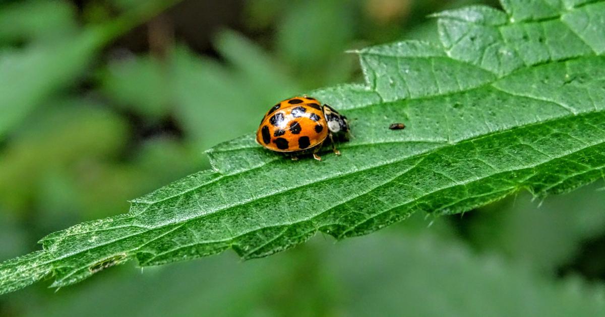 Jolie coccinelle