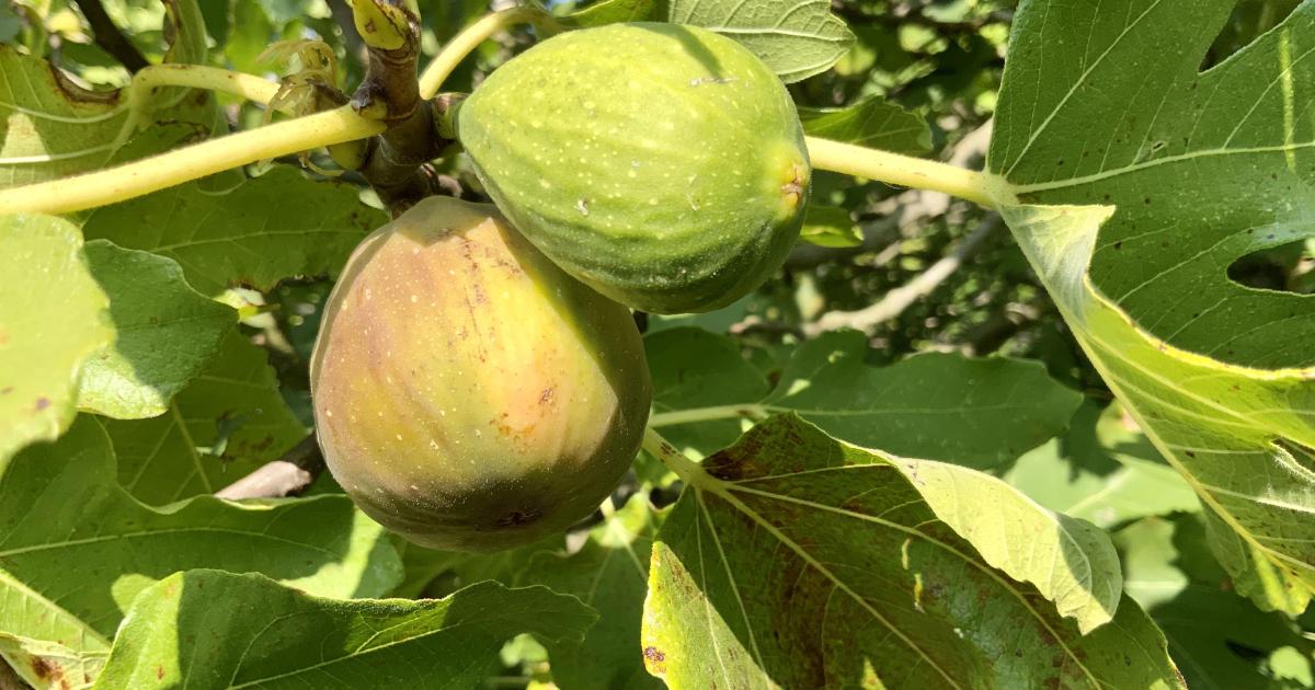 Le jardin du 14 Septembre