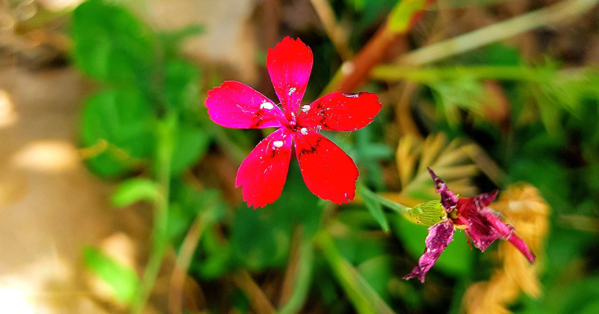 Chapitre 2 : La force de la nature