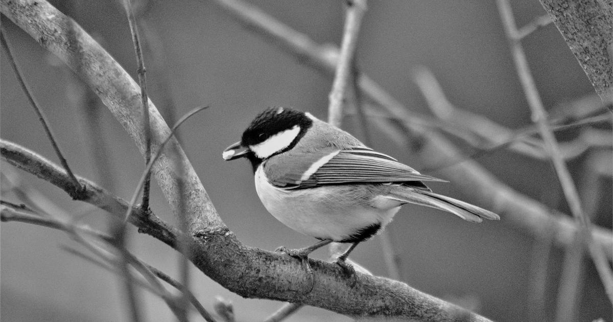 Parole de mésange