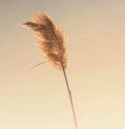 Auteure ? Ecrivaine ou simple fan de l'écriture ?