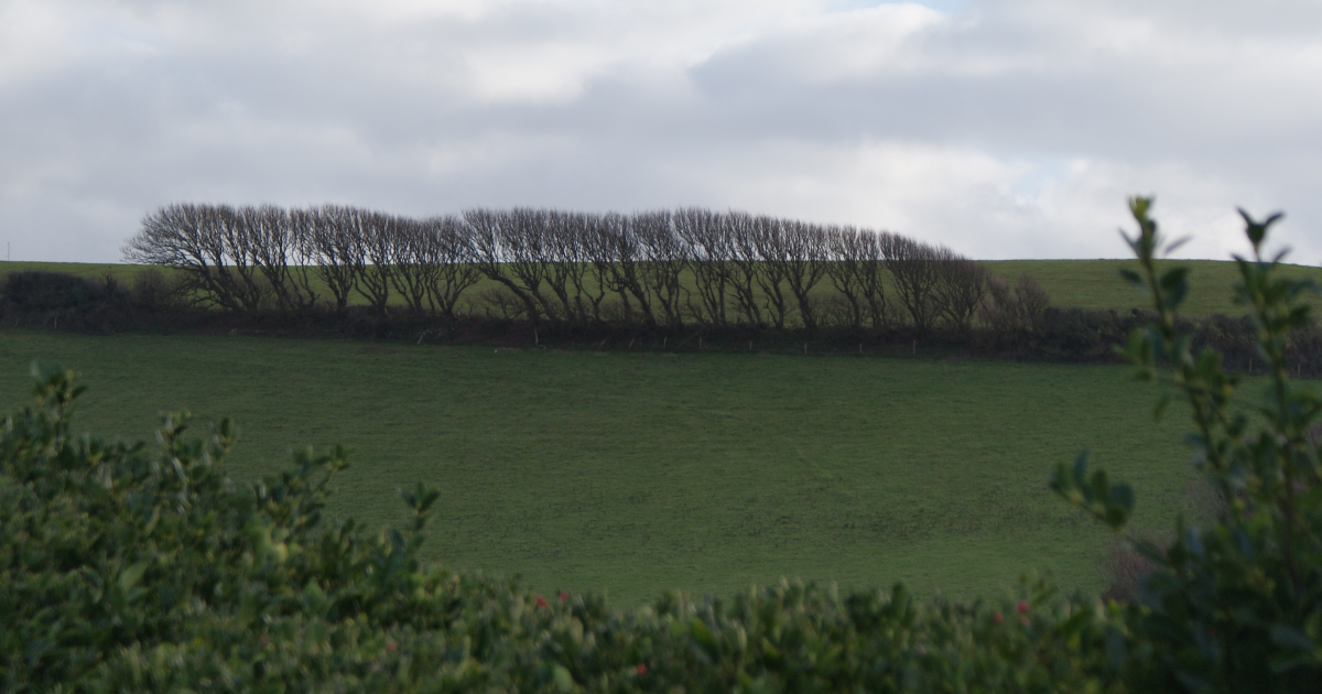 Dans mon jardin d'hiver qui n'est pas mon jardin