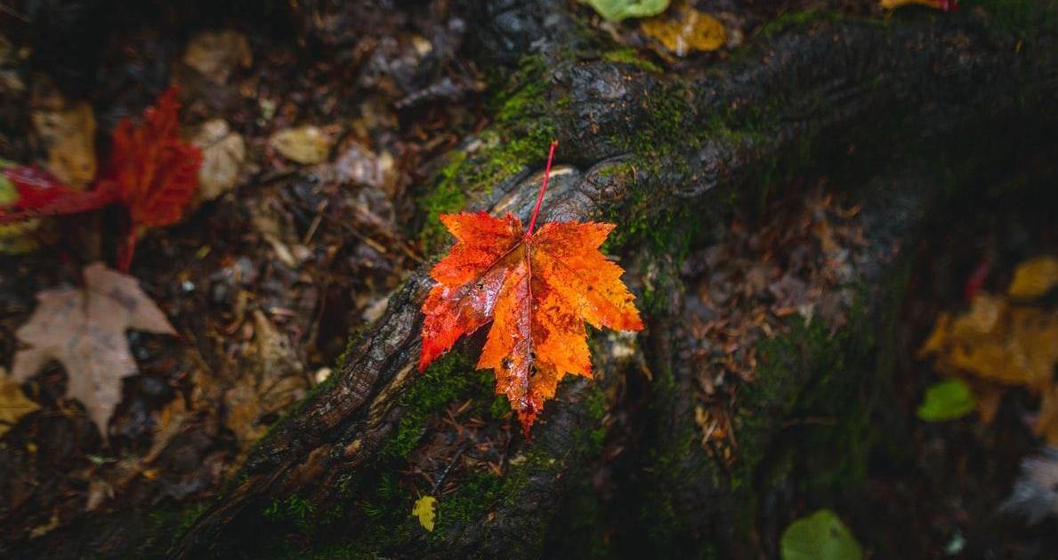 Francis Ponge - Le monde muet est notre seule patrie
