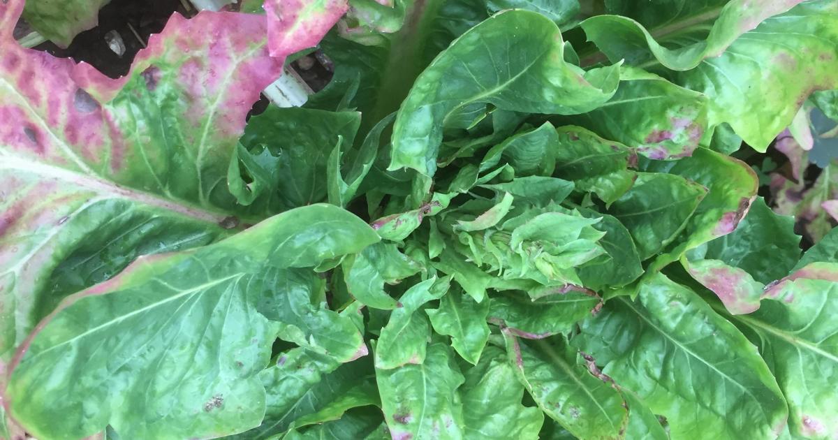 Le jardin du 4 Août