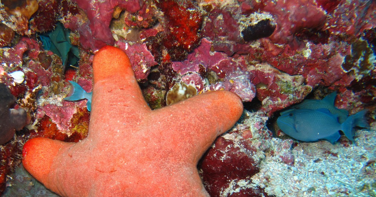 Préquel Odyssées cosmiques : Étoile de mer