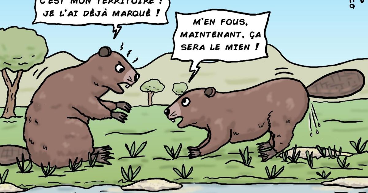 un castor qui marque son territoire