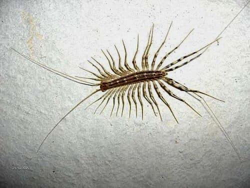 Le jardin du 9 Septembre