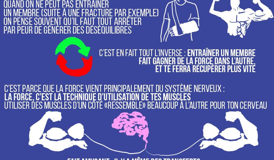 Entraîner un membre fait prendre de la force dans l'autre ?!