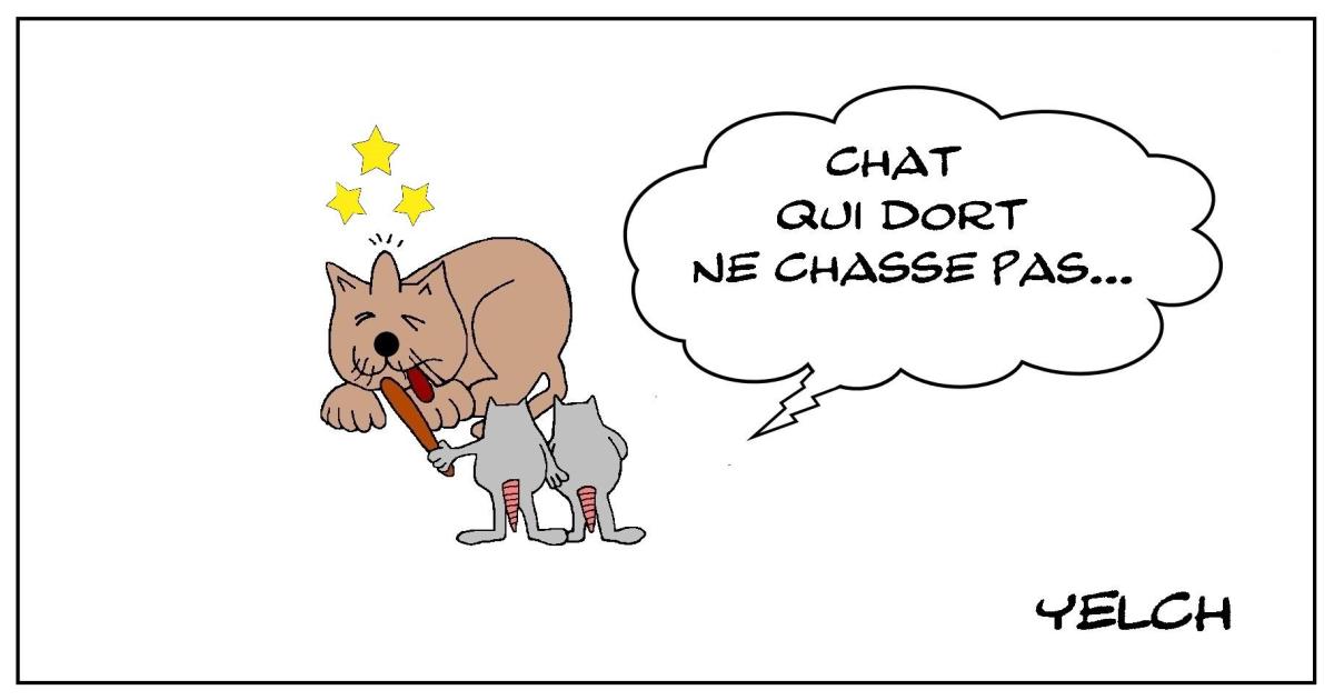 Chat au ( bout de ) bois  (sur le crâne ) dormant