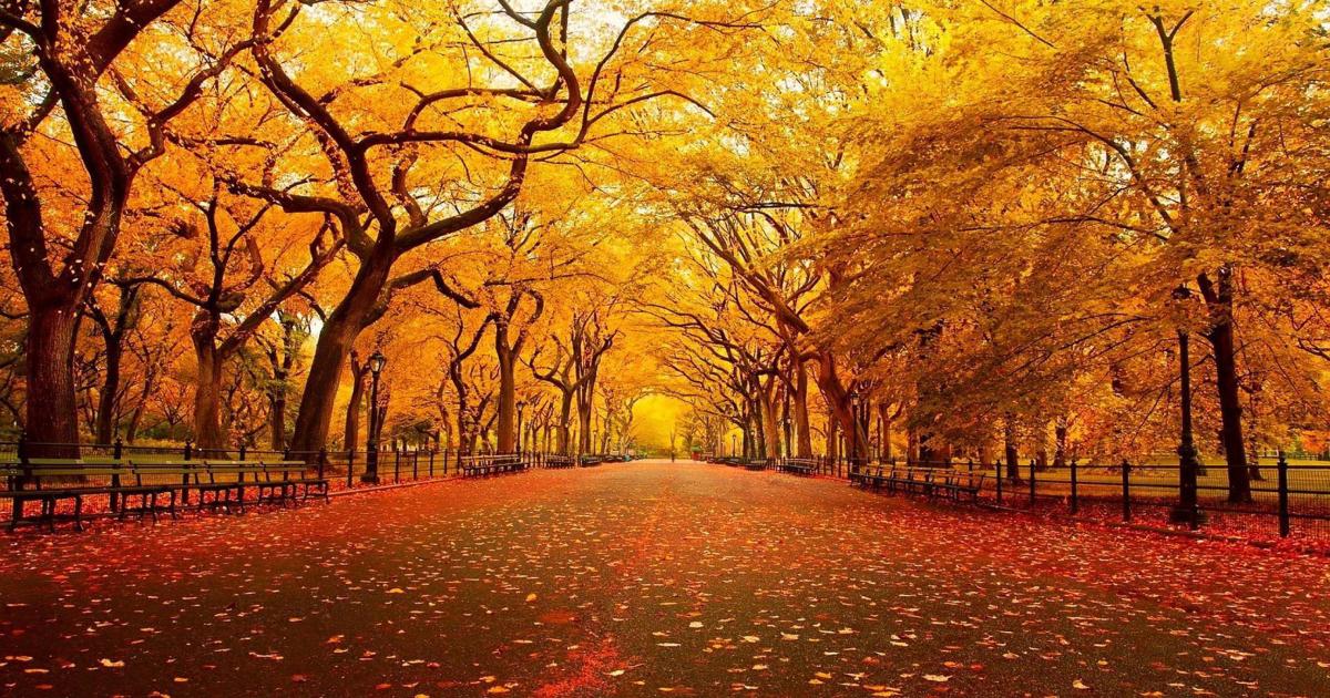 An Autumn Meditation Of Gratitude