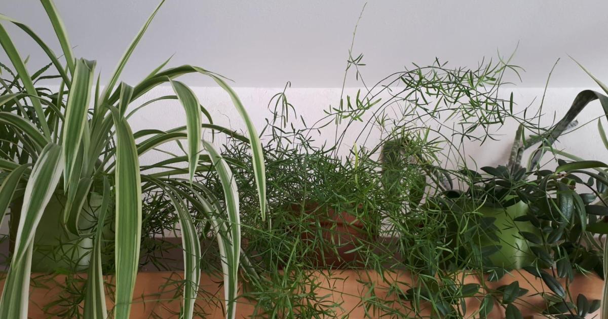 Rêve de l'éco-working