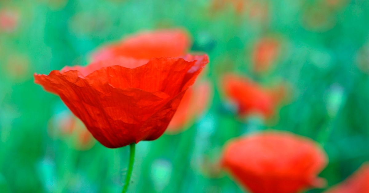 Mini expo photo 20 : Les taches rouges