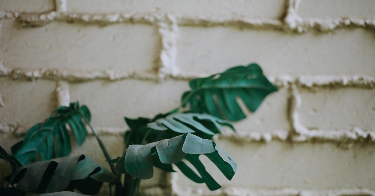 IL Y A LES VRAIS.... IL Y A LES FAKE !