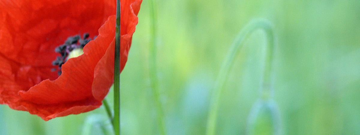 Louanges à ma sœur