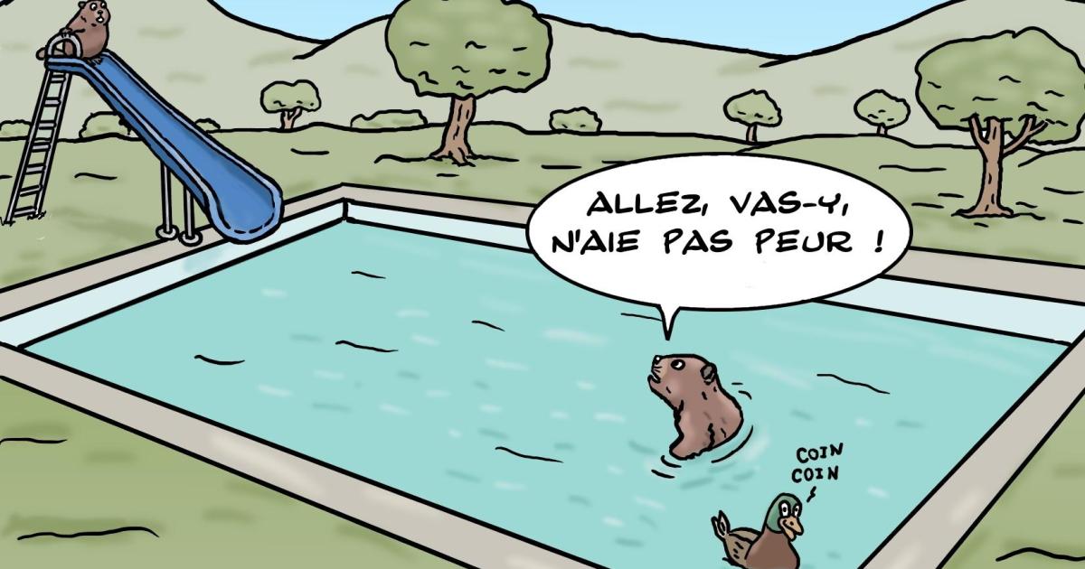 un moment de détente pour les castors