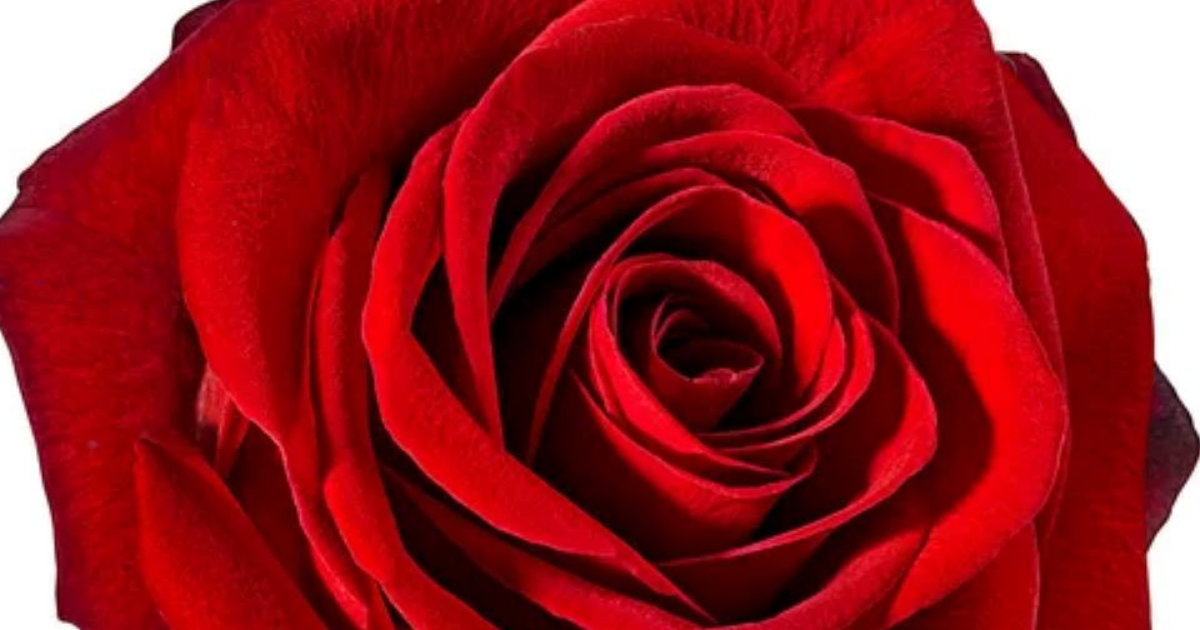 LA ROSE ET L'ECRIVAIN