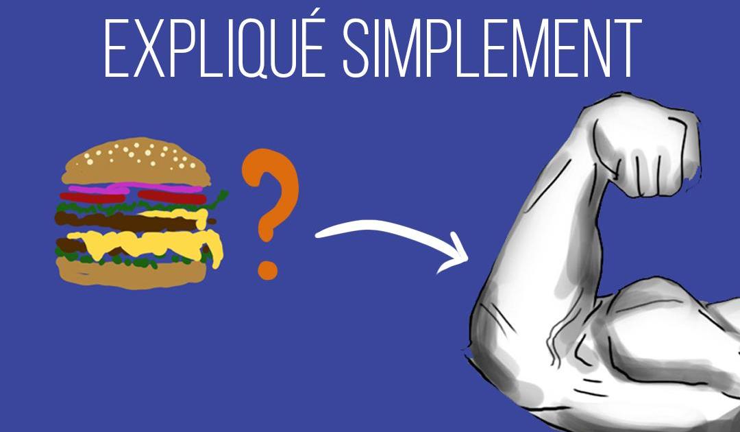 Que doit-on manger pour prendre du muscle ?