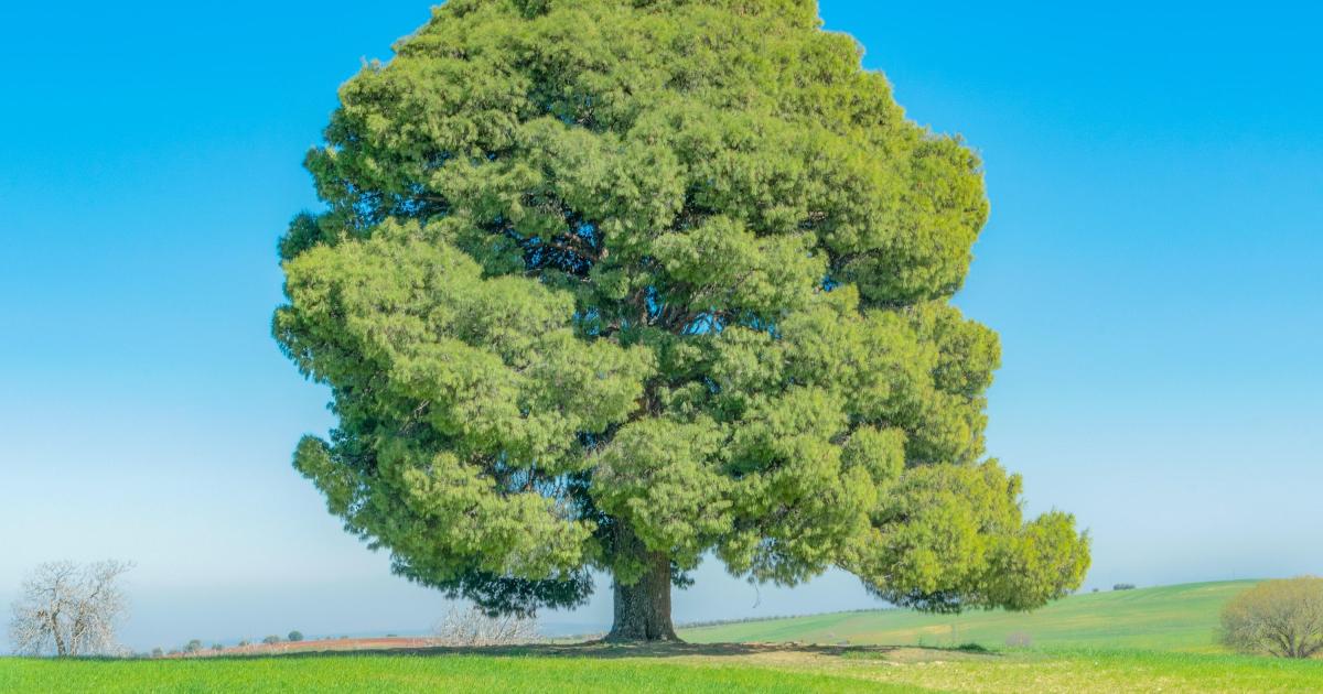 Arbre mémorable