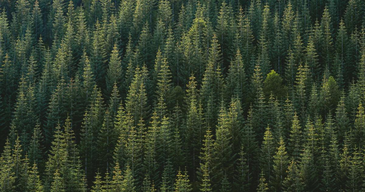JOURNAL DE L’ANNÉE DE LA PESTE : 12 mai