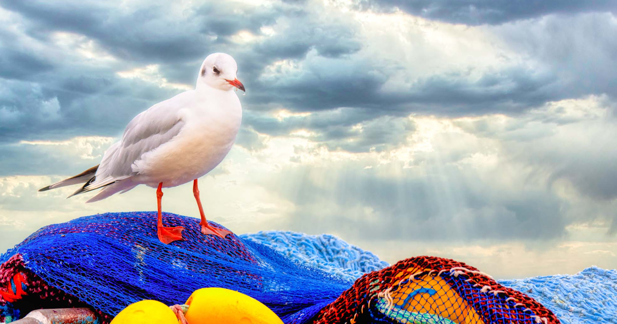 Mouette rieuse et les boules jaunes.