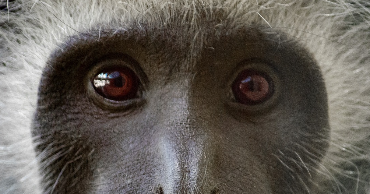 Un petit singe qui sait s'adapter
