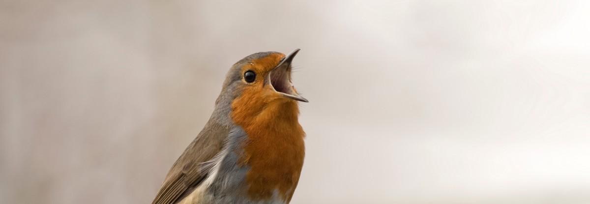 Y a que du silence autour de Viviane