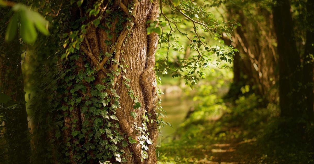 Episode 8 - Dans la forêt