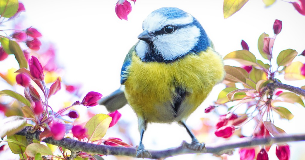 La lettre de Laurine