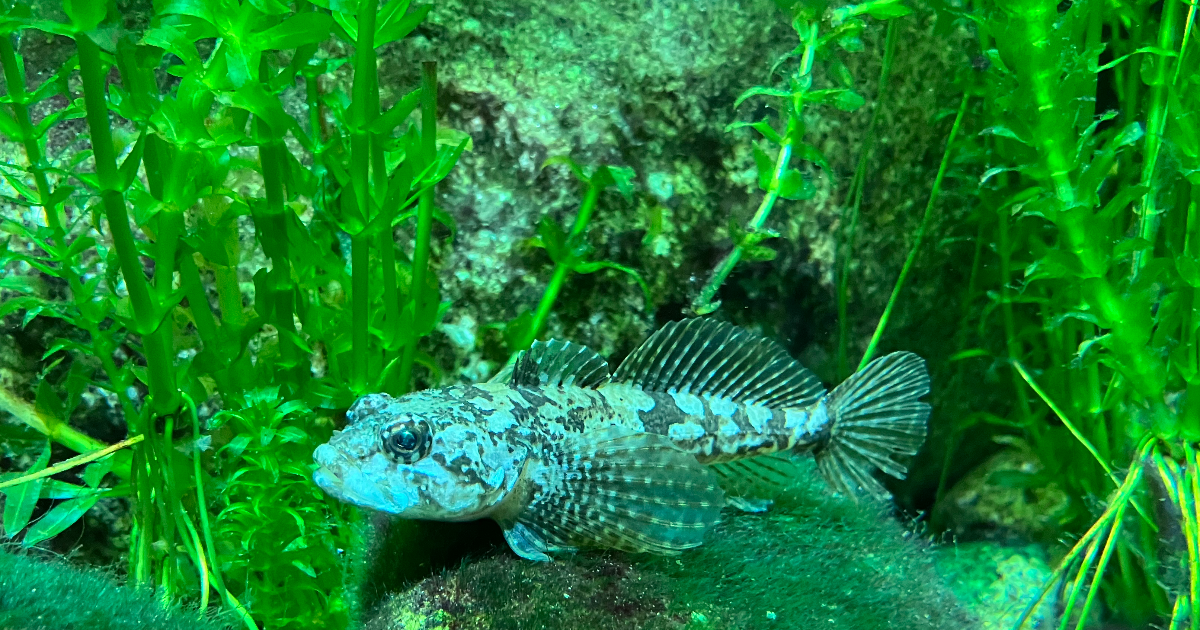 Concours Gastro policier avec Create For Better Life (CFBL)