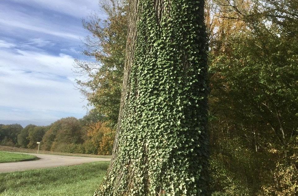 Le matin des chênes