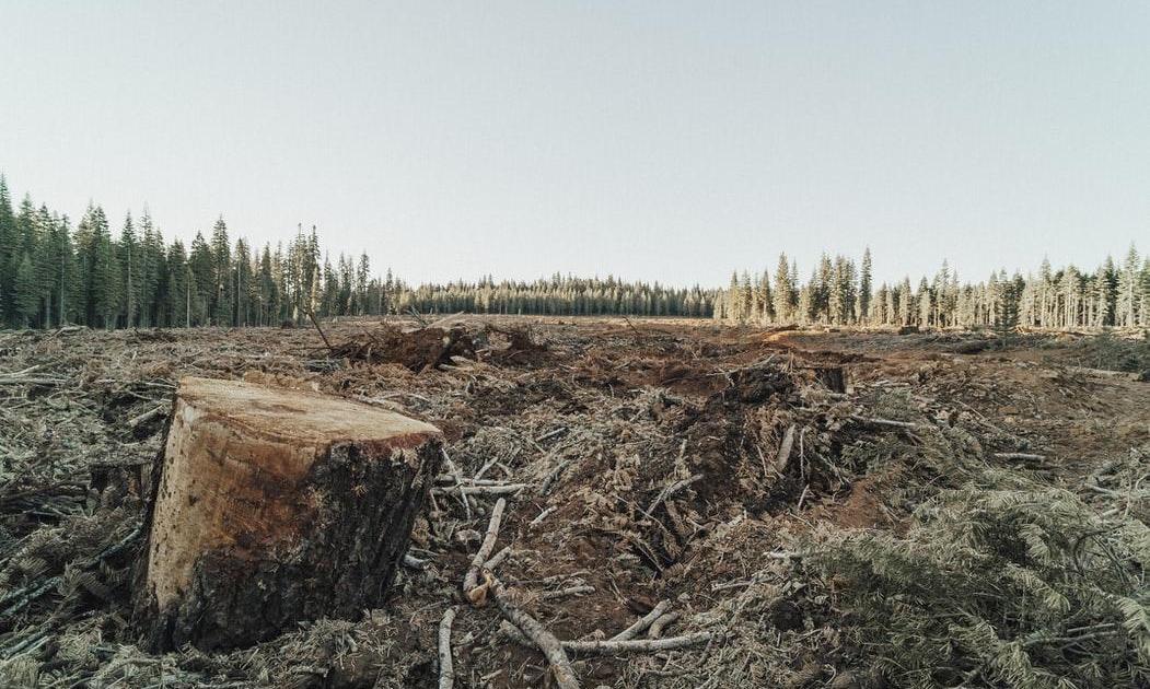 La déforestation impunie !