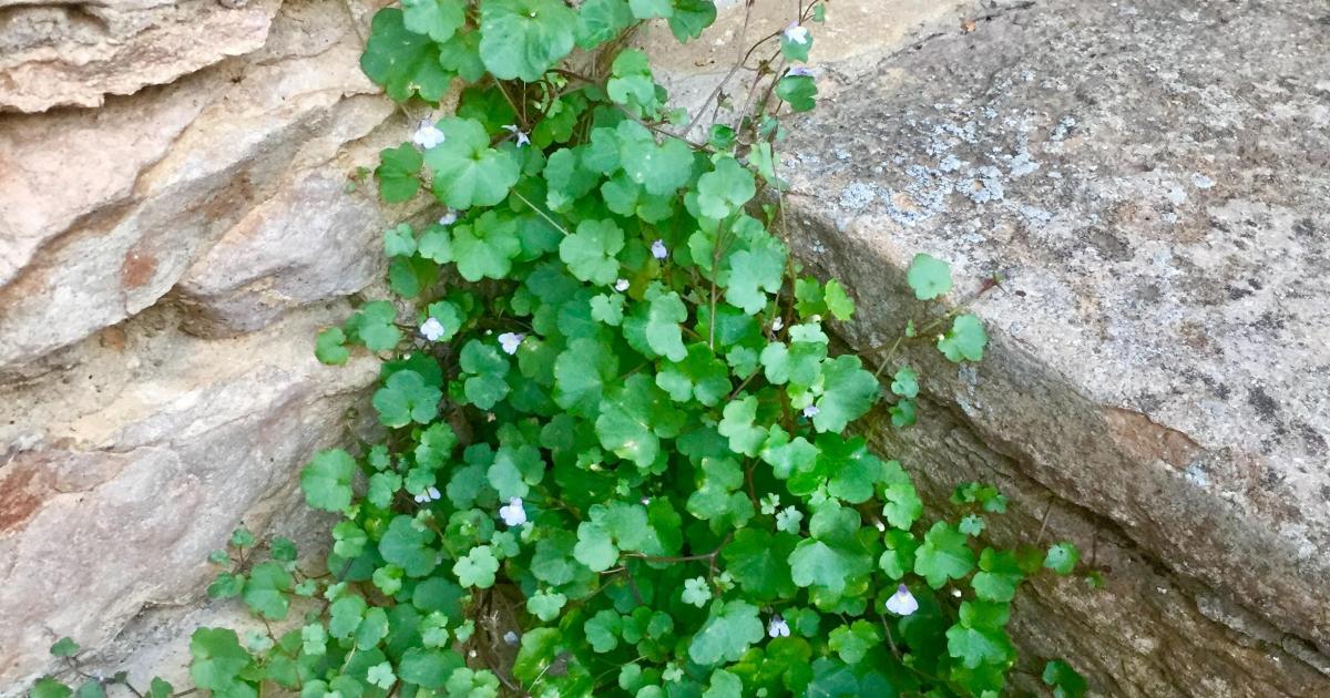 Le jardin du 26 Juillet