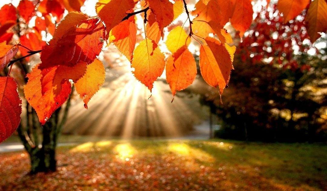 Novembre mon automne