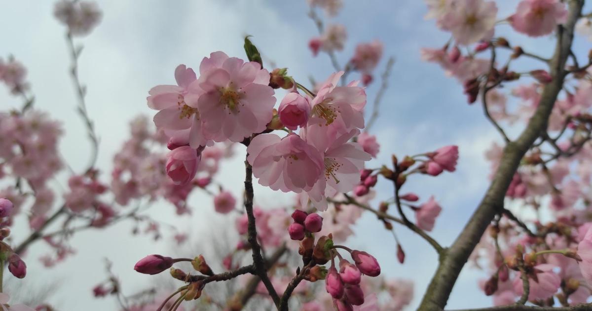 Spring sense and beauty