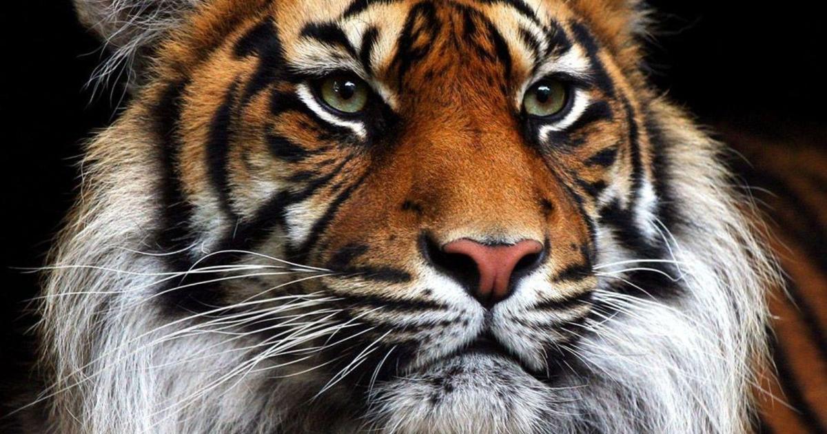 Le Tigre sous le masque