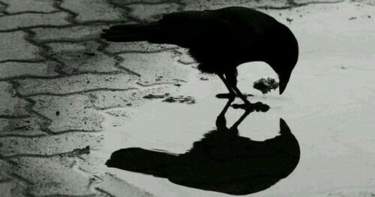 2.Le merle et le corbeau