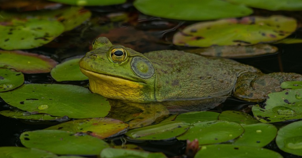 La Danse des Ouaouarons (chansonnette)