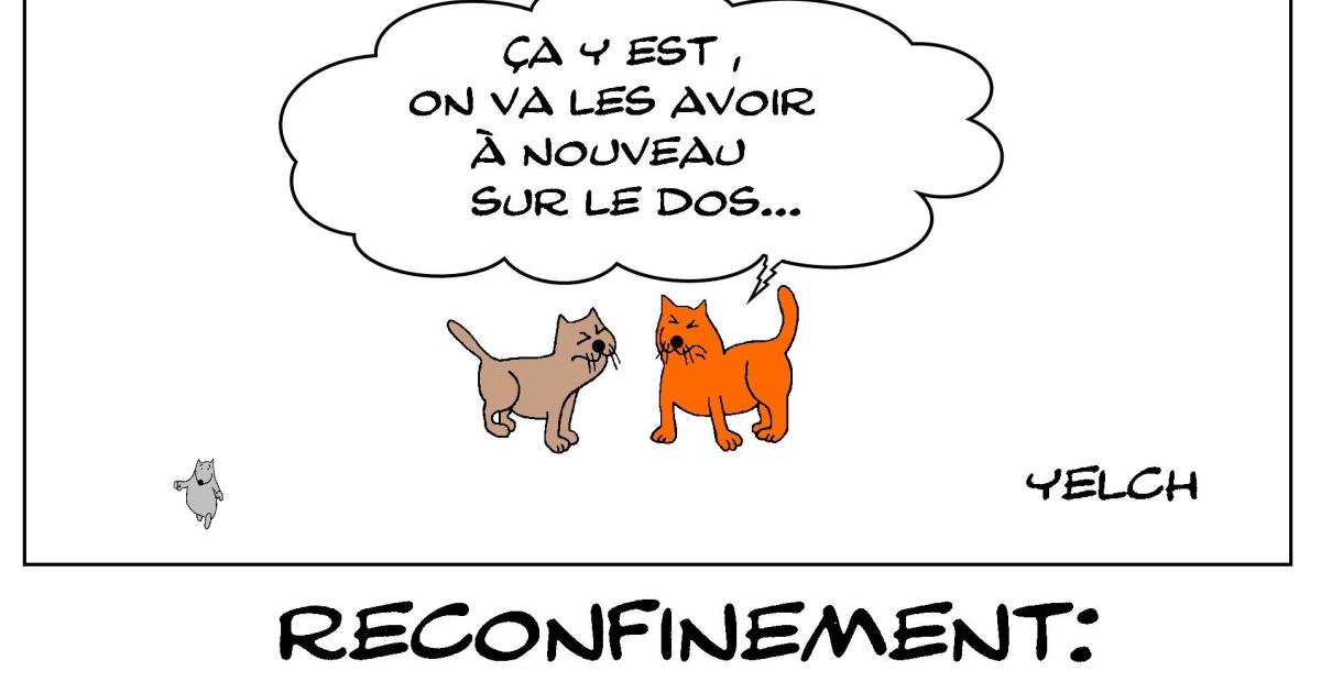 La gente féline n'apprécie pas le confinement
