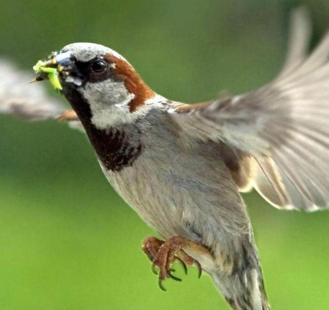 Petit moineau (poème)